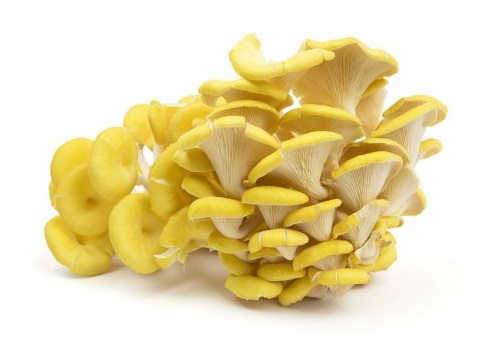 yellow oyster